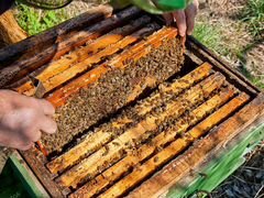 Домики с пчелами