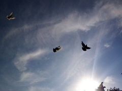 Бойные бакинские голуби