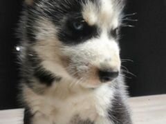 Продаётся щенок сибирский хаски. дата рождения 16