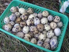 Перепиленные инкубационные яйца