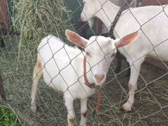 Продается стадо коз с козлятами