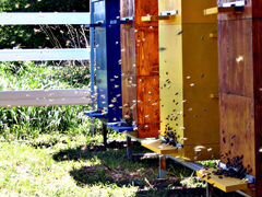 Пчелы семья улей мёд