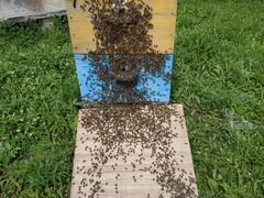 Пчелы, пчелосемьи