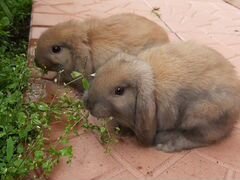 Декоративные кролики породы вислоухий баран