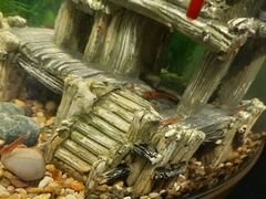 Креветки аквариумные