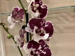 Орхидея (цветёт) фаленопсис Биг лип Бордо