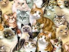 40 кошек и котов ищут хозяев