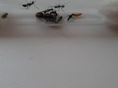 Муравьи Camponotus vagus