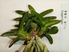 Орхидея неофинетия pungwolsan