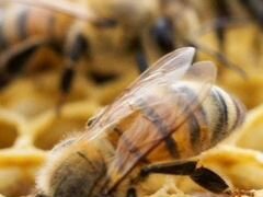 Пчелы семьёй или пчело пакет