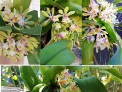 Орхидея гастрохилус японика