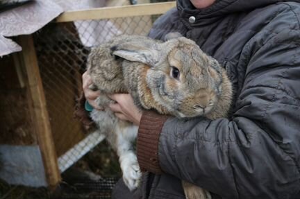 Кролики метис фландера и великана