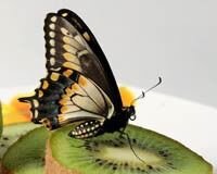 Куколки живых бабочек Papilio polyxenis
