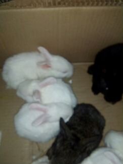 Продаю кроликов Атнинский район