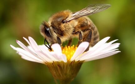 Продам пчёл