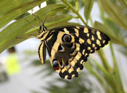 Выставка живых бабочек в Джубге