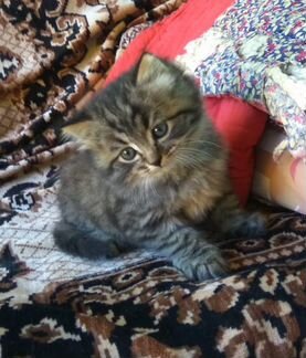 Котенок персидский
