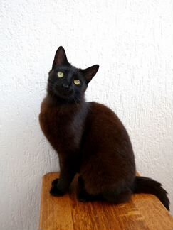 Чёрная кошка (стерилизована, привита)