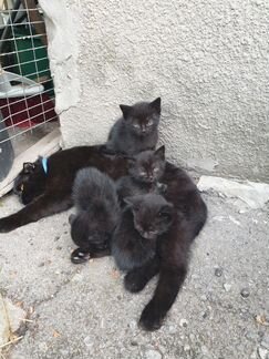Черные котята от шотландской кошки и отца-подонка