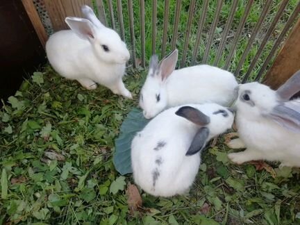Продам кроликов (местные и порода 