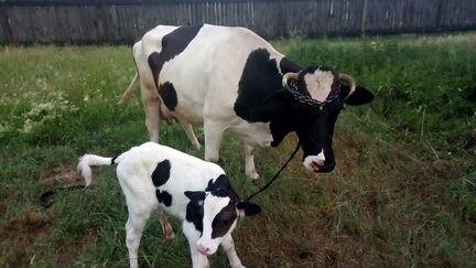 Корова с молоком