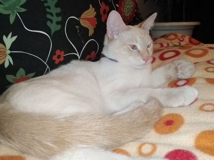Белый голубоглазый котенок 7мес