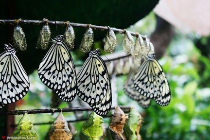Высоко Доходный бизнес ферма тропических бабочек