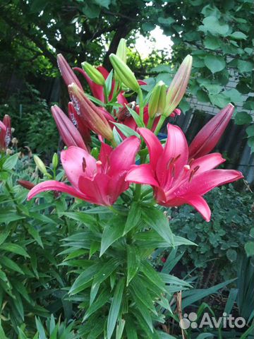 Аптения,Фиалка уличная, мелисса лимонная