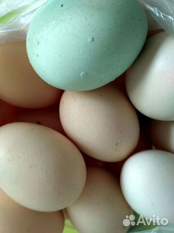 Деревенское куриное яйцо