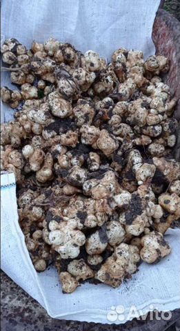 Топинамбур саженцы и клубни