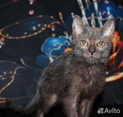 Ликой Кошка Фото Цена В России