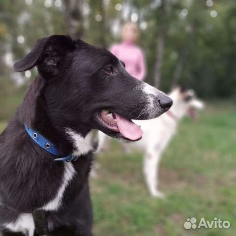 Искра в добрые руки