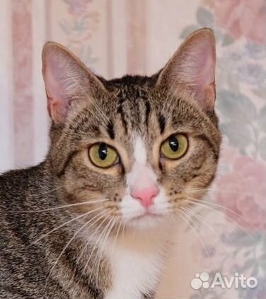 Маркус коты. Кот маркус. Маркус имя для кота. Клойлум маркус кот. Кот маркус.