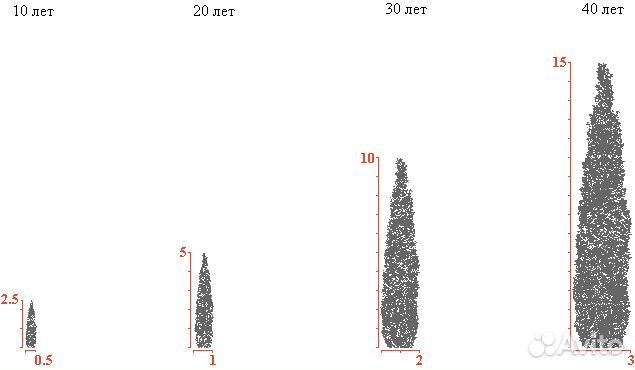 туя западная высота и диаметр кроны. туя даника с2. туя западная смарагд высота. туя западная даника. туя карликовая даника.