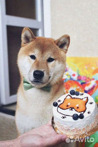 Торты для собак