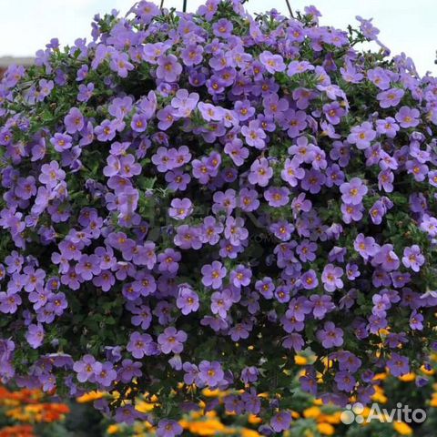 Бакопа вегетативная