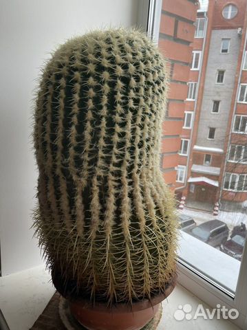 Кактус эхинокактус высота 65 см