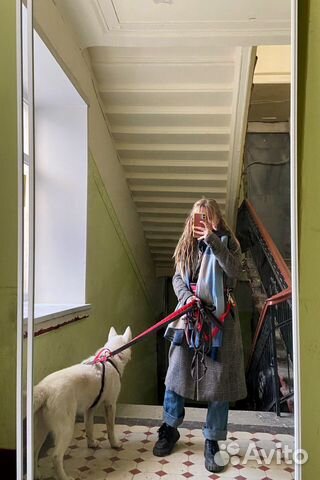 Выгул собак/передержка собак