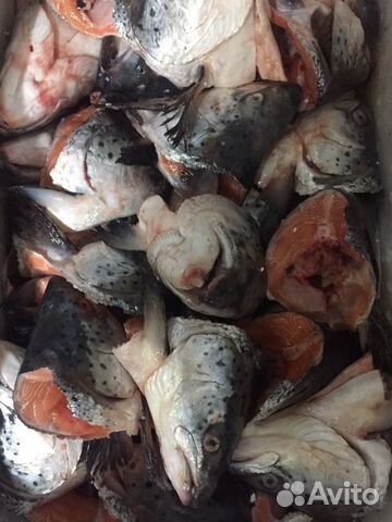 Головы семги