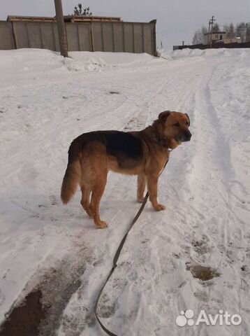 Собака кобель в добрые руки