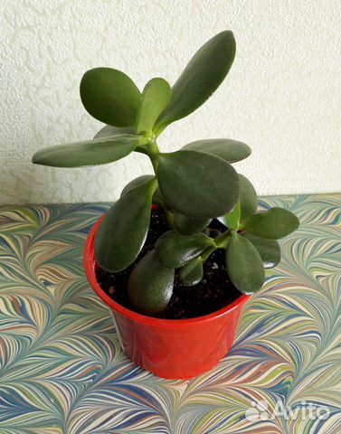 Денежное дерево или толстянка