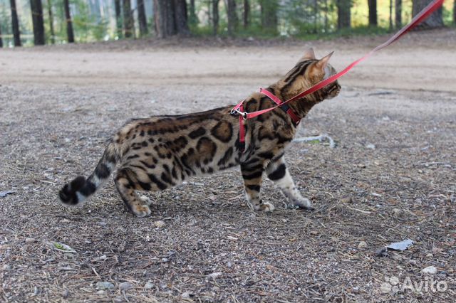 Вязка (котята)