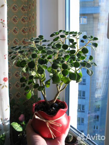 Дерево любви - Аихризон Дерево любви - Аихризон