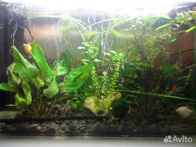 Растения аквариумные, рыбки, беспозвоночные