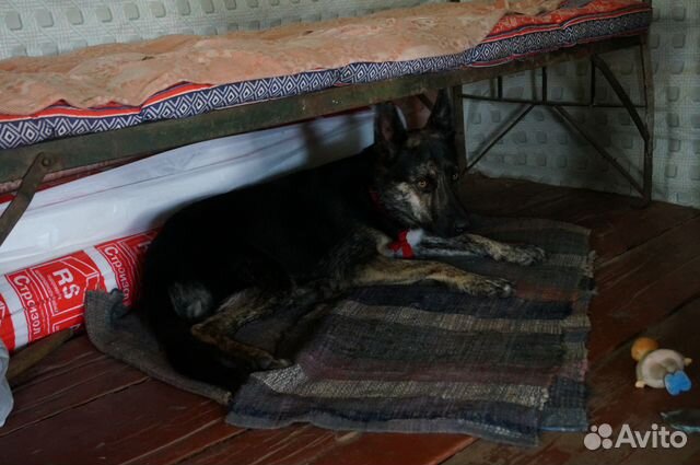 Собака из приюта в г.Валдай ищет любящего хозяина купить на Зозу.ру - фотография № 8