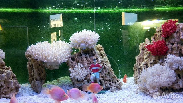 Обслуживание аквариумов