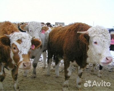Крс,телята,коровы,тёлки купить на Зозу.ру - фотография № 1