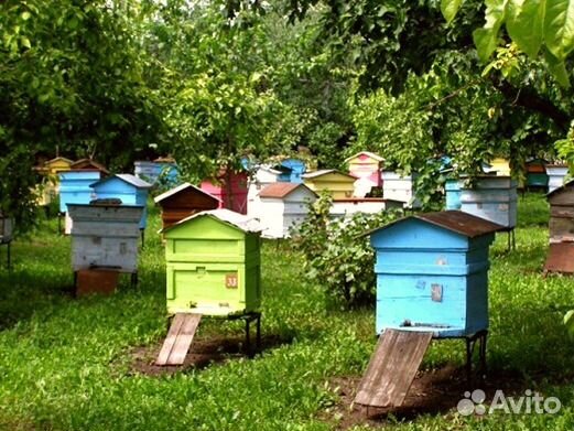 Продаются пчёлосемьи купить на Зозу.ру - фотография № 1