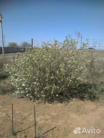 Участок 10.5 сот. (ИЖС) Участок 10.5 сот. (ИЖС)