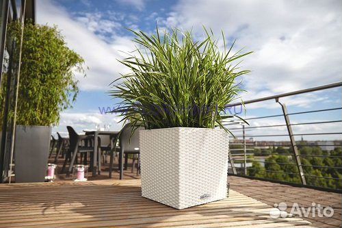 Кашпо горшки Lechuza (Лечуза) с автополивом Кашпо горшки Lechuza (Лечуза) с автополивом